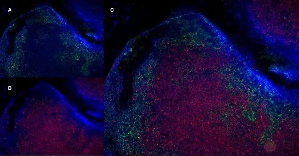 IHC-Fr analysis of a mouse lymph node with Rat anti mouse CD19, clone 6D5 (GTX75012), green in A and Rat anti Mouse CD8 (GTX41819), red in B. Merged image in C wiih nuclei counterstained blue using DAPI. Low power