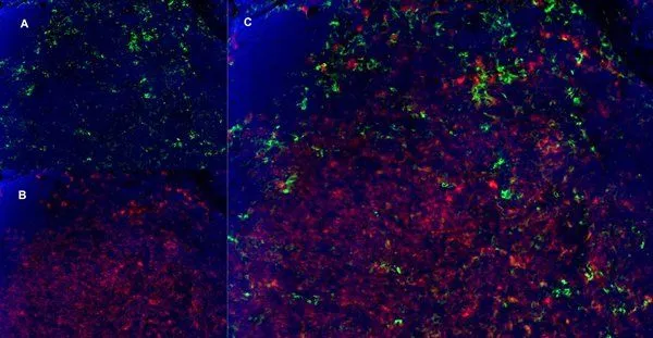 IHC-Fr analysis of mouse lymph node with Rat anti Mouse CD11b, clone 5C6, green in A and Rat anti Mouse CD8, clone YTS105.18 (GTX41819), red in B. C is the merged image with nuclei counterstained blue using DAPI. High power