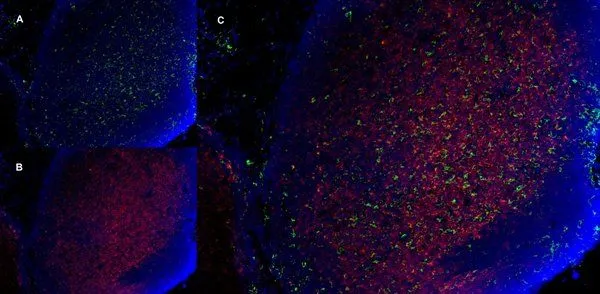 IHC-Fr analysis of mouse lymph node with Rat anti Mouse CD11b, clone 5C6 , green in A and Rat anti Mouse CD8, clone YTS105.18 (GTX41819), red in B. C is the merged image with nuclei counterstained blue using DAPI. Low power