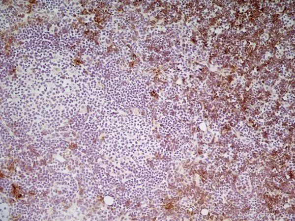 IHC-Fr analysis of mouse lymph node tissue using GTX41819 CD8 antibody [YTS105.18] (Low endotoxin, azide free).