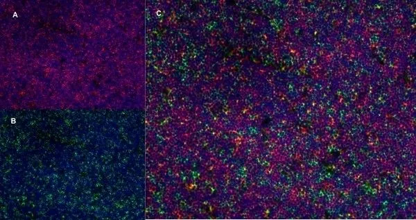IHC-Fr analysis of rat lymph node with Mouse anti Rat CD25 antibody, clone OX-35 , red in A and Mouse anti Rat CD8 antibody, clone OX-8 (GTX41830), green in B. C is the merged image with nuclei counterstained blue using DAPI. Low power