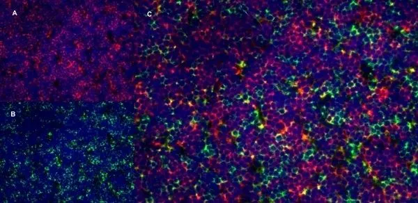 IHC-Fr staining of rat lymph node with Mouse anti Rat CD25 antibody, clone OX-35, red in A and Mouse anti Rat CD8, clone OX-8 (GTX41830), green in B. C is the merged image with nuclei counterstained blue using DAPI. High power