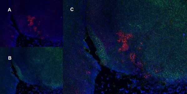 IHC-Fr analysis of rat lymph node with Mouse anti Rat CD25 antibody,clone OX-35,red in A and Mouse anti Rat CD8 antibody,clone OX-8 (GTX41831),green in B. C is the merged image with nuclei counterstained blue using DAPI. Low power