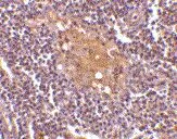 IHC-P analysis of human lymph node tissue using GTX41904 CD5L antibody, C-term.