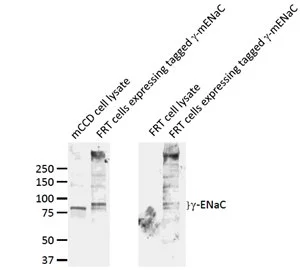 Western blot analysis of ENaC Gamma in mouse mCCD and FRT cells using a 1:1000 dilution of GTX41972.