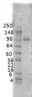 Western blot analysis of PSD95 in rat membrane using a 1:1000 dilution of GTX41974.