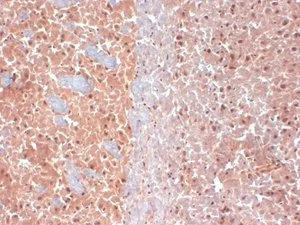 IHC-Fr analysis of mouse brain tissue using GTX41990 KCNQ4 antibody [S43-6]. Dilution : 1:1000