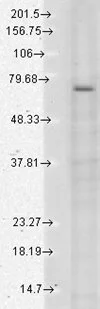 Western blot analysis of TrpV3 in a human cell line mix using a 1:1000 dilution of GTX42000.