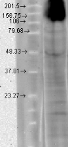 Western blot analysis of HCN4 in T-HEK cells using a 1:1000 dilution of GTX42001.