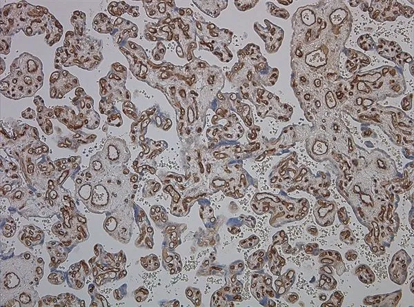 IHC-P analysis of placenta tissue using GTX42055 CD34 Class II antibody [QBEND/10].