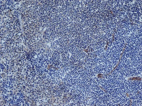IHC-Fr analysis of rat spleen tissue using GTX42089 CD31 antibody [TLD-3A12] (Low endotoxin,azide free).