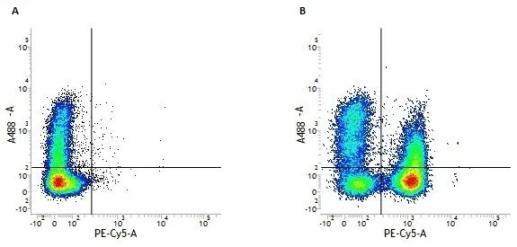 Figure A. A488 conjugated Mouse anti Human CD38 and RPE-A647 tandem conjugated Mouse IgG1 isotype control. Figure B. A488 conjugated Mouse anti Human CD38 and RPE-Cy5 tandem conjugated Mouse anti Human CD3 (GTX42102). All experiments performed on human Peripheral blood lymphocytes Figure A. A488 conjugated Mouse anti Human CD38 and RPE-A647 tandem conjugated Mouse IgG1 isotype control. Figure B. A488 conjugated Mouse anti Human CD38 and RPE-Cy5 tandem conjugated Mouse anti Human CD3 (GTX42102). All experiments performed on human Peripheral blood lymphocytes
