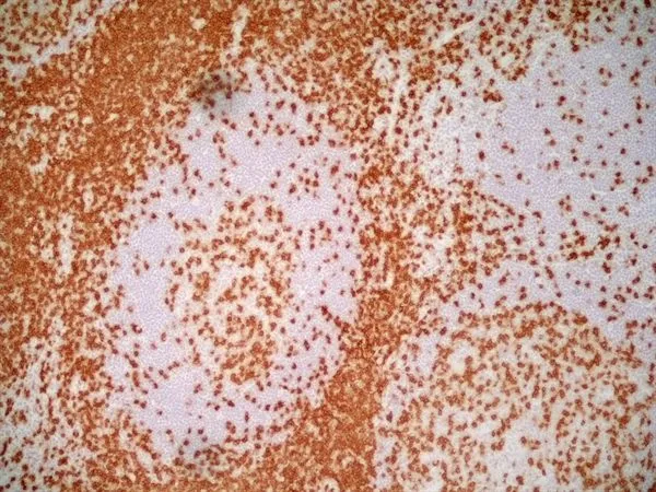 IHC-Fr analysis of human tonsil tissue using GTX42102 CD3 antibody [UCHT1] (Low endotoxin, azide free).