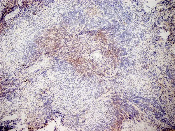 IHC-Fr analysis of mouse spleen tissue using GTX42105 CD3 antibody [KT3].