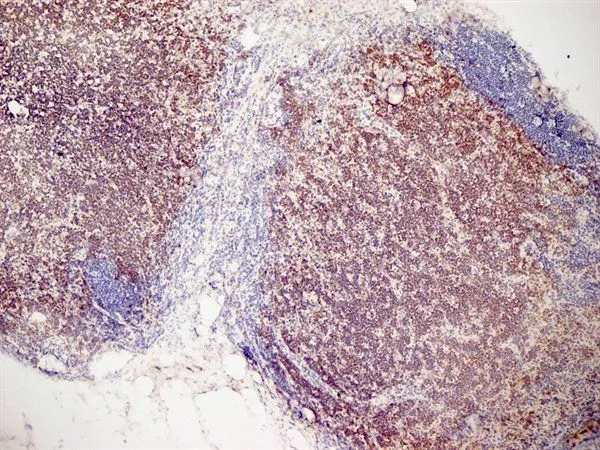 IHC-Fr analysis of mouse lymph node tissue using GTX42108 CD3 antibody [KT3] (Low endotoxin, azide free).
