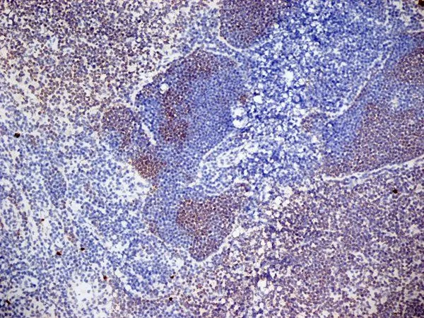IHC-Fr analysis of mouse lymph node tissue using GTX42108 CD3 antibody [KT3] (Low endotoxin, azide free).