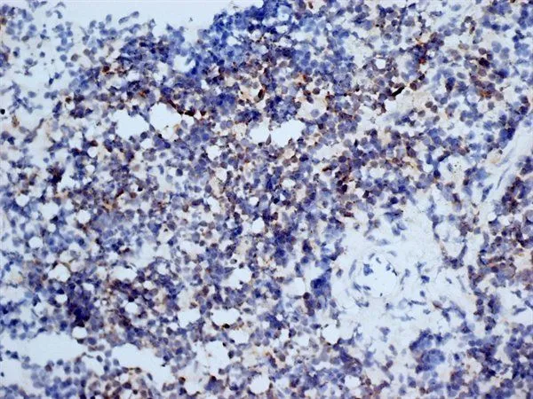 IHC-Fr analysis of mouse spleen tissue using GTX42108 CD3 antibody [KT3] (Low endotoxin, azide free).
