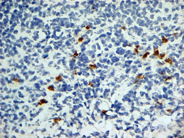IHC-Fr analysis of mouse lymph node tissue using GTX42201 CD252 antibody [OX-89].