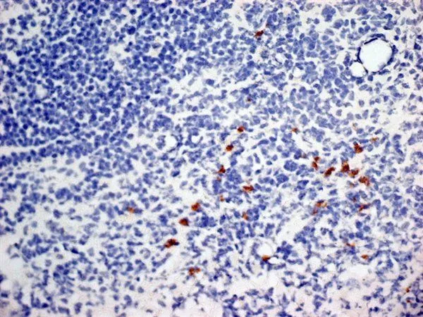 IHC-Fr analysis of mouse lymph node tissue using GTX42201 CD252 antibody [OX-89].
