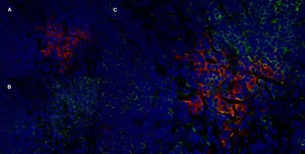 IHC-Fr analysis of rat lymph node with Mouse anti Rat CD25 antibody (GTX42210), red in A and Mouse anti Rat CD8 (GTX41830), green in B. C is the merged image with nuclei counterstained blue using DAPI. IHC-Fr analysis of rat lymph node with Mouse anti Rat CD25 antibody (GTX42210), red in A and Mouse anti Rat CD8 (GTX41830), green in B. C is the merged image with nuclei counterstained blue using DAPI.