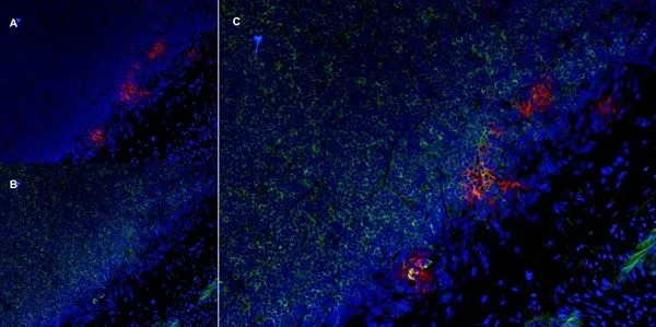 IHC-Fr analysis of rat lymph node with Mouse anti Rat CD25 antibody (GTX42210), red in A and Mouse anti Rat CD8 (GTX41830), green in B. C is the merged image with nuclei counterstained blue using DAPI.
