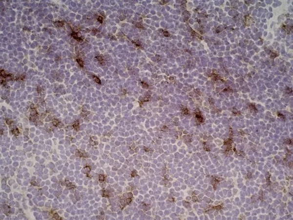 IHC-Fr analysis of rat lymph node with Mouse anti Rat CD25 (GTX42210) followed by horseradish peroxidase conjugated Goat anti Mouse IgG1 as a detection reagent.