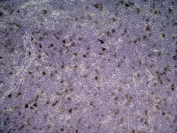 IHC-Fr analysis of rat lymph node with Mouse anti Rat CD25 (GTX42210) followed by horseradish peroxidase conjugated Goat anti Mouse IgG1 as a detection reagent.