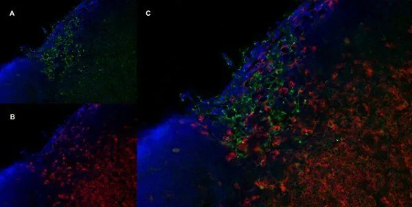 IHC-Fr analysis of mouse lymph node tissue using GTX42265 Mannose Receptor antibody, green in A and Rat anti Mouse CD8 antibody, clone YTS105.18, red in B. C is the merged image with nuclei counterstained in blue using DAPI.