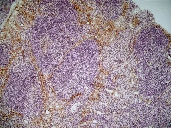 IHC-Fr analysis of mouse lymph node tissue using GTX42279 MSR1 antibody [2F8].