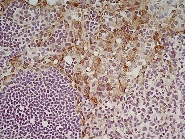 IHC-Fr analysis of mouse lymph node tissue using GTX42281 MSR1 antibody [2F8] (Low endotoxin, azide free).