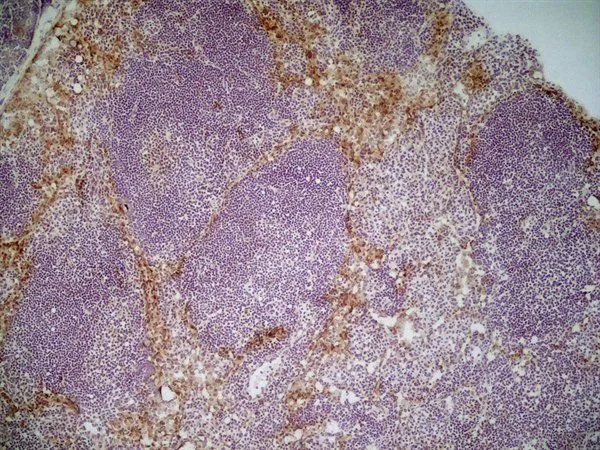 IHC-Fr analysis of mouse lymph node tissue using GTX42281 MSR1 antibody [2F8] (Low endotoxin, azide free).