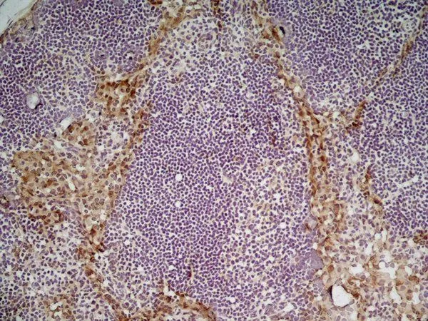 IHC-Fr analysis of mouse lymph node tissue using GTX42281 MSR1 antibody [2F8] (Low endotoxin, azide free).