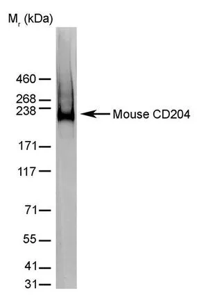 WB analysis of J774 cell lysate (non reduced) using GTX42281 MSR1 antibody [2F8] (Low endotoxin, azide free).