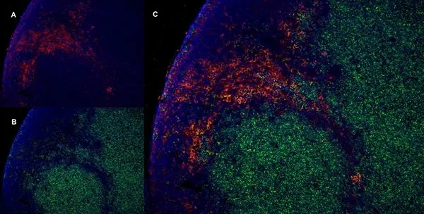 IHC-Fr staining of rat lymph node with Mouse anti Rat CD169, clone ED3 (GTX42356), red in A and Mouse anti Rat CD4, clone W3/25, green in B. C is the merged image with nuclei counter-staind blue using DAPI. Low power