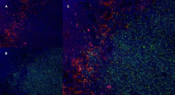 IHC-Fr staining of rat lymph node with Mouse anti Rat CD169, clone ED3 (GTX42356), red in A and Mouse anti Rat CD4, clone W3/25, green in B. C is the merged image with nuclei counter-staind blue using DAPI. Medium power