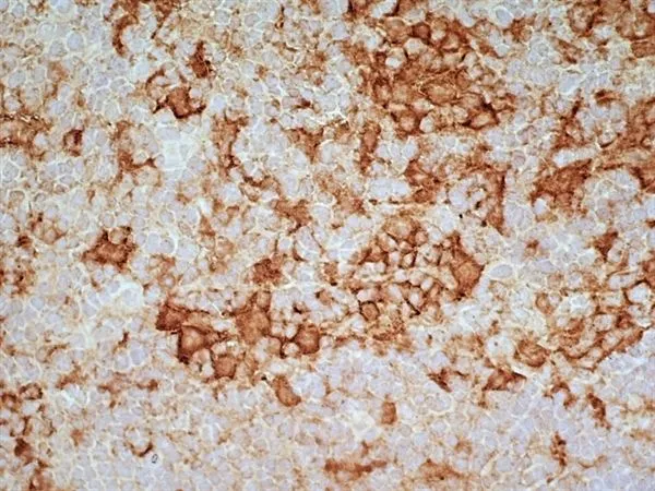 IHC-Fr analysis of rat lymph node tissue using GTX42356 CD169 antibody [ED3].