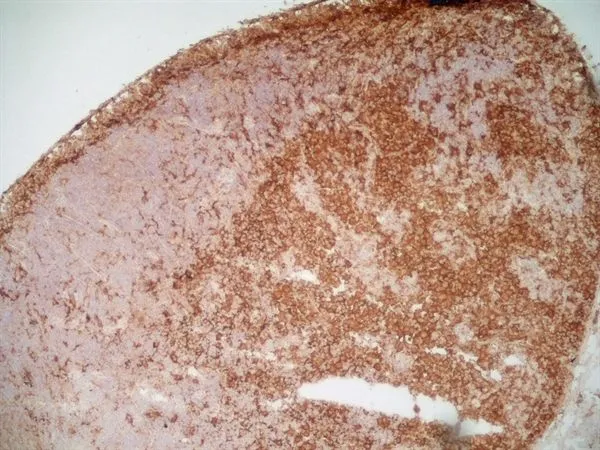 IHC-Fr analysis of rat lymph node tissue using GTX42356 CD169 antibody [ED3].