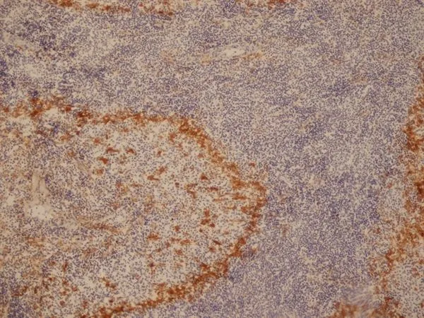 IHC-Fr analysis of rat spleen tissue using GTX42356 CD169 antibody [ED3].