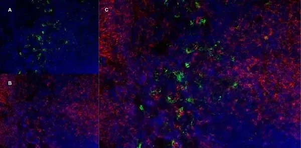 IHC-Fr staining of mouse lymph node with Rat anti Mouse CD169 antibody clone 3D6.112 (GTX42363), green in A and Rat anti Mouse CD8 antibody, clone YTS105.18, red in B. C is the merged image with nuclei counterstained blue using DAPI. Low power