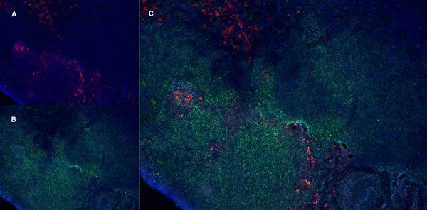 IHC-Fr staining of rat lymph node with Mouse anti Rat CD163 antibody (GTX42367), red an A and Mouse anti Rat CD8, green in B. C is the merged image with nuclei counter-stained blue using DAPI. Low power