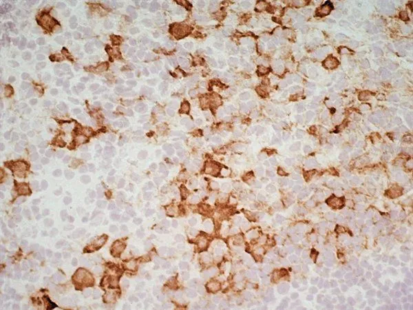 IHC-Fr analysis of rat lymph node tissue using GTX42367 CD163 antibody [ED2].