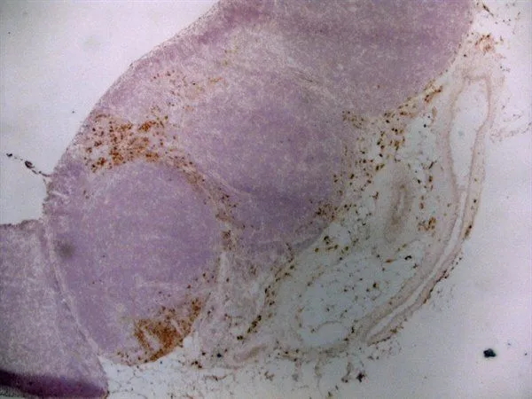 IHC-Fr analysis of rat lymph node tissue using GTX42367 CD163 antibody [ED2].