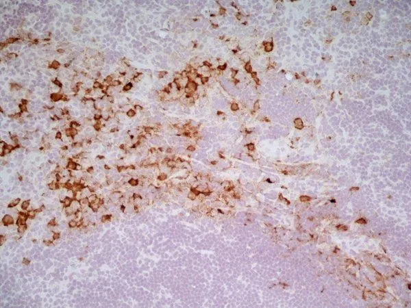 IHC-Fr analysis of rat lymph node tissue using GTX42367 CD163 antibody [ED2].