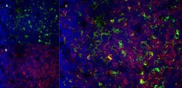 IHC-Fr staining of a mouse lymph node with Rat anti Mouse CD13 antibody, clone R3-63 (GTX42442), green in A and Rat anti Mouse CD8, clone YTS105.18 (GTX74642), red in B. C is the merged image with nuclei counterstained blue using DAPI. High power IHC-Fr staining of a mouse lymph node with Rat anti Mouse CD13 antibody, clone R3-63 (GTX42442), green in A and Rat anti Mouse CD8, clone YTS105.18 (GTX74642), red in B. C is the merged image with nuclei counterstained blue using DAPI. High power