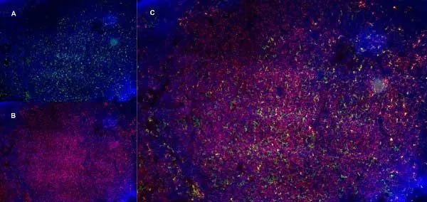 IHC-Fr staining of a mouse lymph node with Rat anti Mouse CD13 antibody, clone R3-63 (GTX42442), green in A and Rat anti Mouse CD8, clone YTS105.18 (GTX74642), red in B. C is the merged image with nuclei counterstained blue using DAPI. Low power