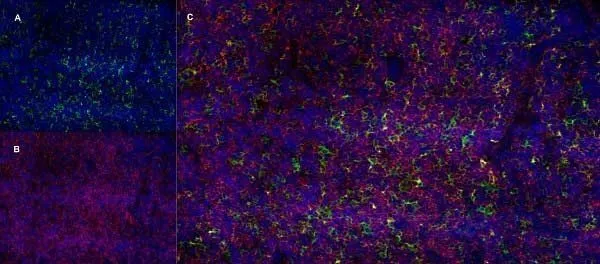 IHC-Fr staining of a mouse lymph node with Rat anti Mouse CD13 antibody, clone R3-63 (GTX42442), green in A and Rat anti Mouse CD8, clone YTS105.18 (GTX74642), red in B. C is the merged image with nuclei counterstained blue using DAPI. Medium power