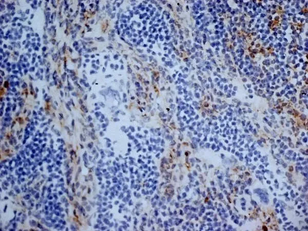 IHC-Fr analysis of mouse lymph node tissue using GTX42442 CD13 antibody [R3-63] (Low endotoxin, azide free).