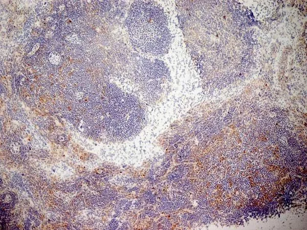 IHC-Fr analysis of mouse lymph node tissue using GTX42442 CD13 antibody [R3-63] (Low endotoxin, azide free).