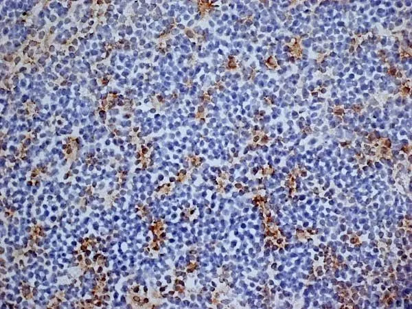IHC-Fr analysis of mouse lymph node tissue using GTX42442 CD13 antibody [R3-63] (Low endotoxin, azide free).