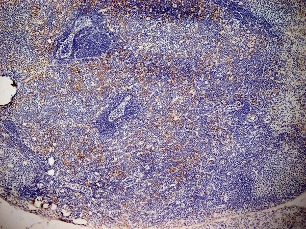 IHC-Fr analysis of mouse lymph node tissue using GTX42443 CD13 antibody [ER-BMDM1].